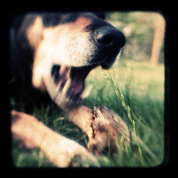 Leave me alone with my bone (ttv)