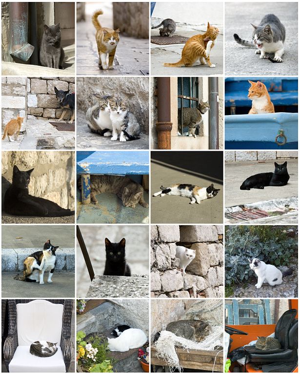 Cats of Dubrovnik