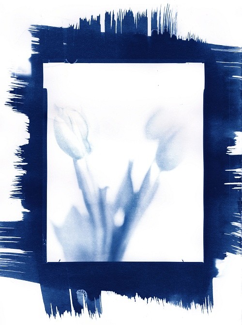 One of my first cyanotypes