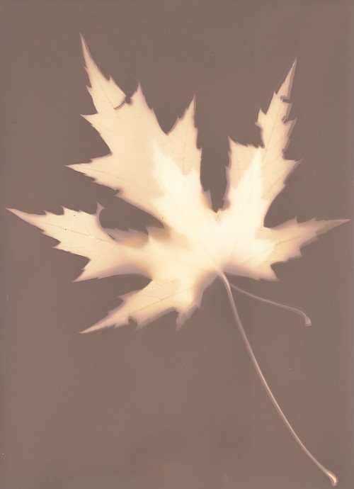 Autumn's fingerprints #1 || Lumen print | Forte photo paper | 13 x 18 cm | 1 hour exposure