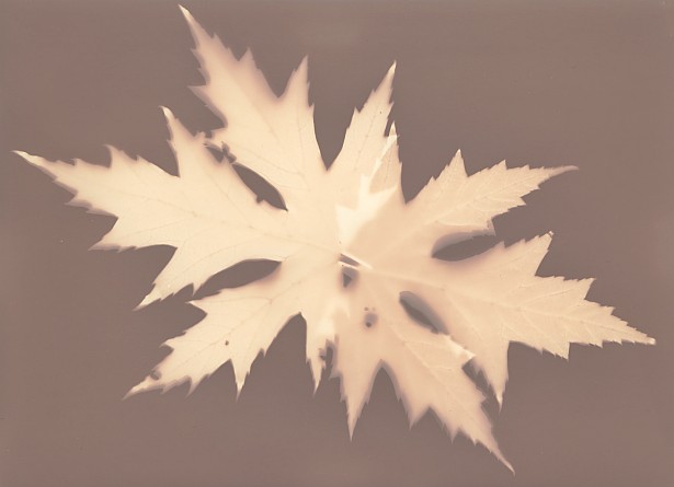 Autumn’s fingerprints #2 || Lumen print | Forte photo paper | 13 x 18 cm | 1 hour exposure
