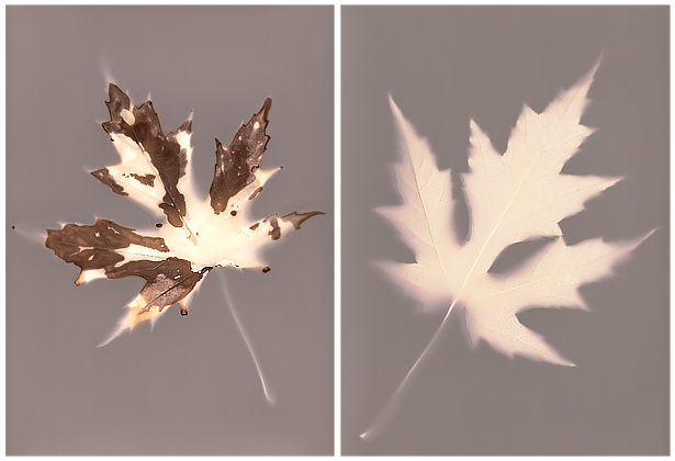 Autumn’s fingerprints #3 || Lumen print | Forte photo paper | 13 x 18 cm | 2 hours exposure