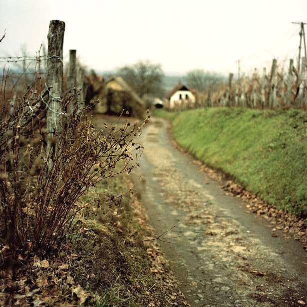 Quiet winter days in the Somló wine region || Hasselblad 500C/M | Zeiss Planar 2.8/80mm | Kodak Portra 160VC