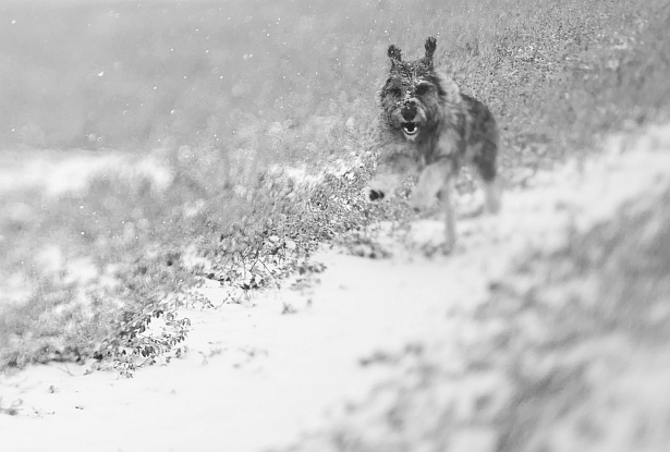 Fun in the snow || Nikon D300 | Homemade tilt-shift lens | F/2.8 | 1/1250 | ISO 200