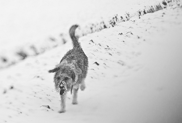 Fun in the snow || Nikon D300 | Homemade tilt-shift lens | F/2.8 | 1/2000 | ISO 200