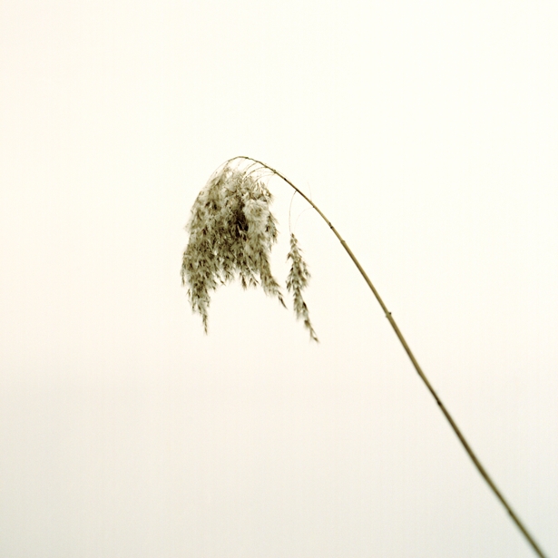 Foggy morning on the Danube #2 || Hasselblad 500C/M | Zeiss Planar 2.8/80mm | Kodak Portra 160VC