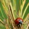 Ladybug - The explorer