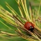 Ladybug - The shy