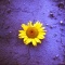 Sunflower power #2